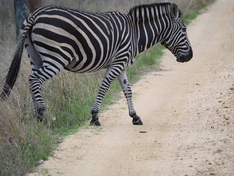 Zebra crossing a sandy path.