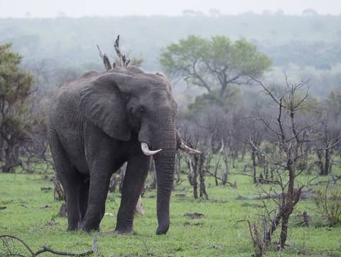 Elephant in a greenish landscape.