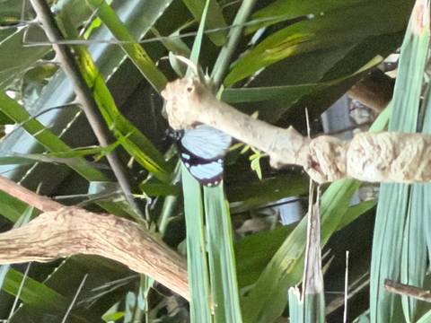 Butterfly resting on foliage.