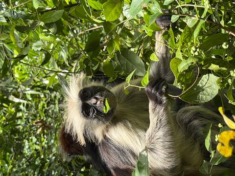 Close-up of a monkey eating leaves.