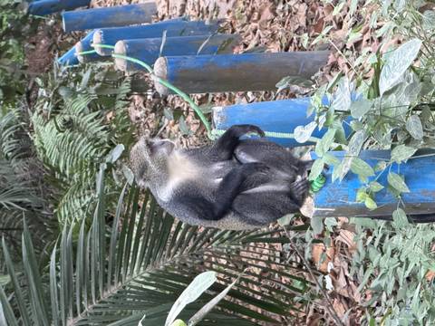 Monkey sitting on a blue post in a forest area.