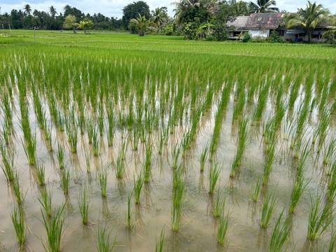       Rice field with water reflecting greenery
  