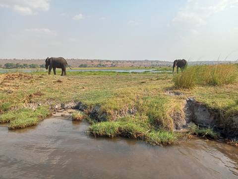       Elephants grazing near the edge of a river.
  