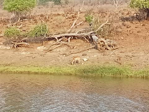       Animals feeding by the riverside in a natural habitat.
  