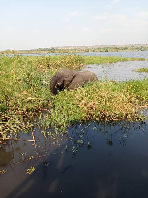       An elephant lying in a waterbody surrounded by grass.
  