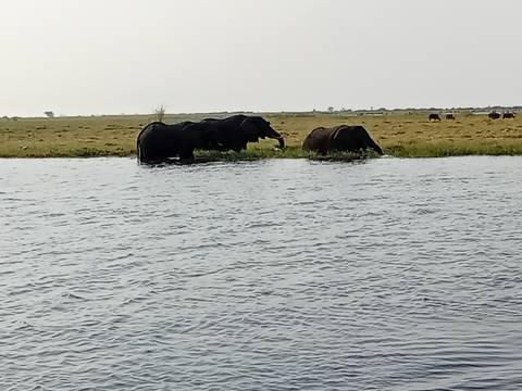       A group of elephants in the water in a landscape setting.
  