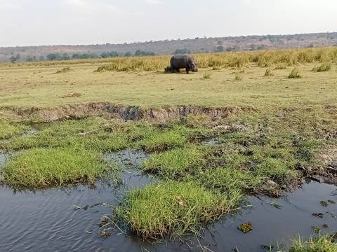       A hippo standing alone in an open grassland.
  