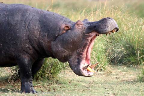       A hippo yawning in a grassy area.
  