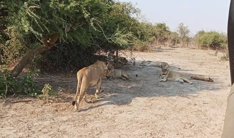      A group of lions resting under a tree in a wildlife park.
  