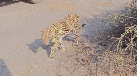       A leopard walking on a dirt path in a wildlife setting.
  