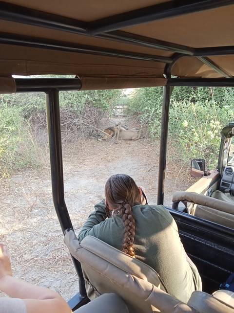       A person taking a photo of lions from a safari vehicle.
  