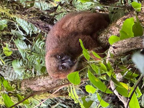       Close-up of a lemur in a forest.
  
