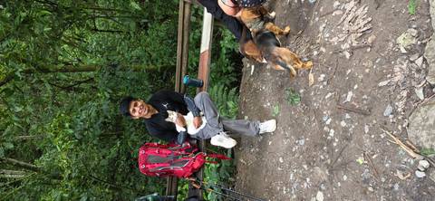       Person sitting on a bench with a cat and dogs.
  
