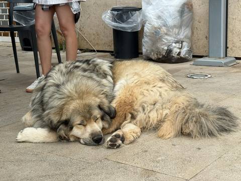       Sleeping fluffy dog outdoors near people.
  