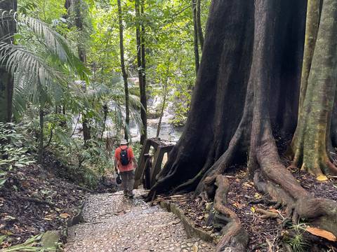 A person walking through a lush rainforest with a path and stairs.