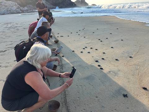 People observing baby turtles on a beach.