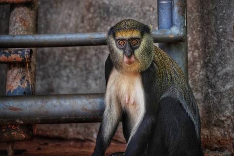       Monkey sitting against a rail or structure.
  