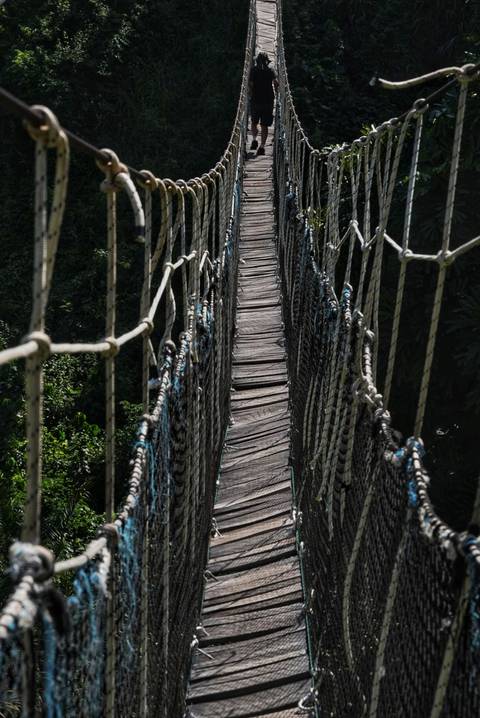       Suspension bridge crossing the top of a forest.
  