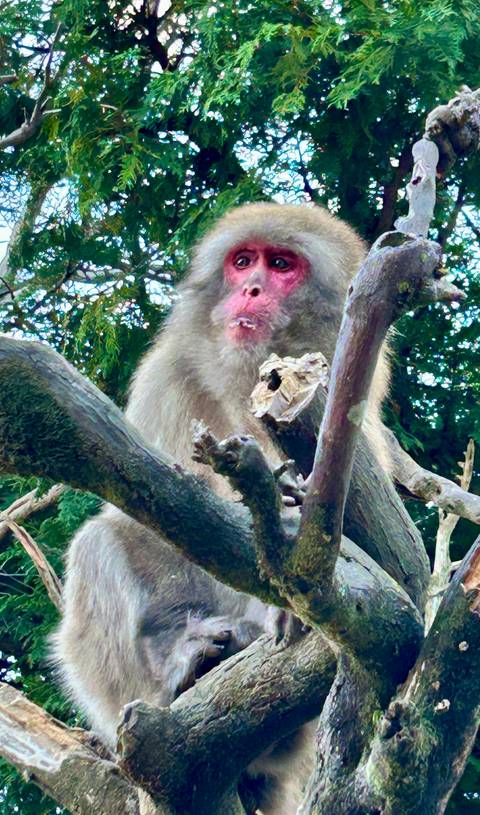       A monkey in a tree looking at the camera.
  