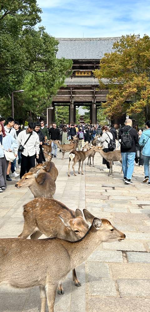       Group of people in a park surrounded by deer.
  