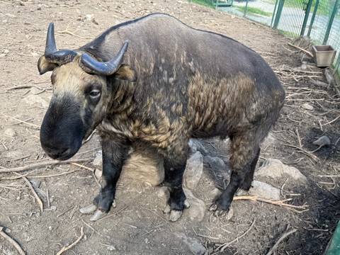       A large animal with horns standing on rocky terrain.
  