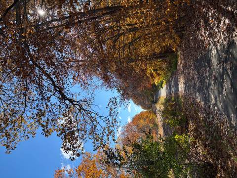 Pathway surrounded by autumn foliage under clear sky.