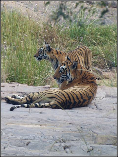 Photo d'avis client sur Rajasthan Wildlife & Heritage Tour with Taj 16 jours | 15 nuits 