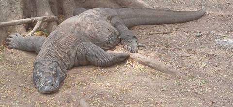 Komodo dragon lying on the ground near a tree.