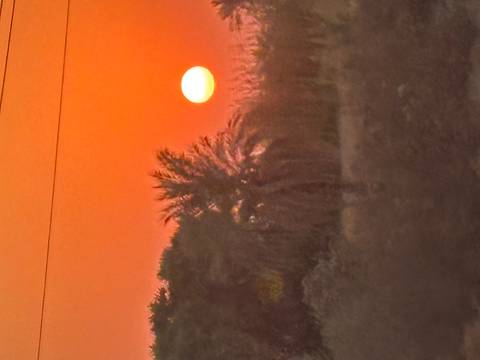       Bright orange sunset with a silhouette of a palm tree.
  