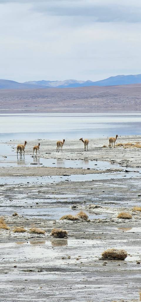       Photo d'avis client sur Amérique du Sud - La Paz, Santiago et le salar d'Uyuni 
  