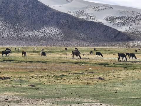 Grazing animals with a mountainous background.