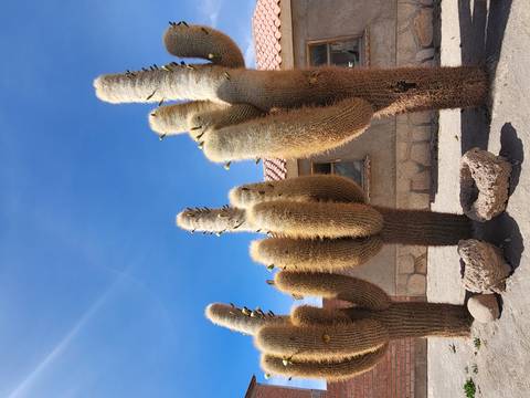      Large cacti standing tall with a building in the background.
  