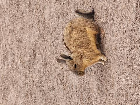 A rabbit-like animal resting on sandy terrain.