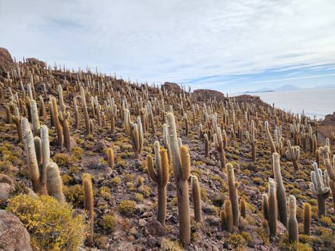       Dense cacti covering a rocky hillside with distant mountains.
  