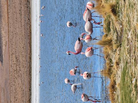 Flamingos wading in a lake with mountainous terrain in the background.