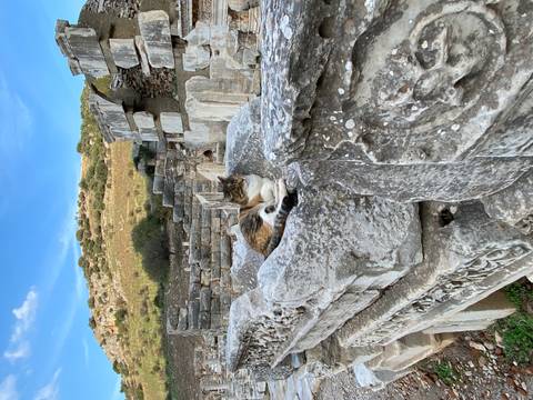 Sleeping cat on ancient ruins stones.