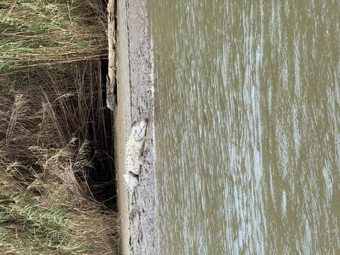 Crocodile resting on a riverbank.