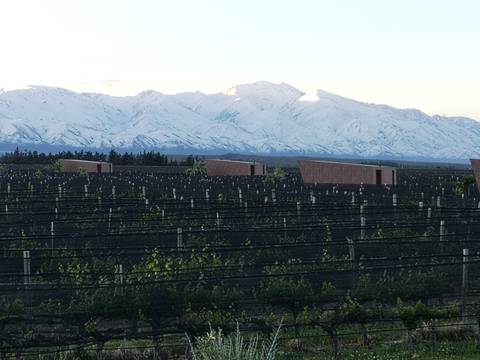       Vineyard with a backdrop of snow-covered mountains.
  