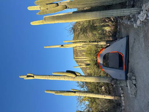 A campsite with a tent surrounded by tall cacti under a clear blue sky.