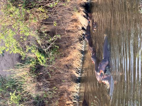       Group of hippos in a river near a muddy bank.
  