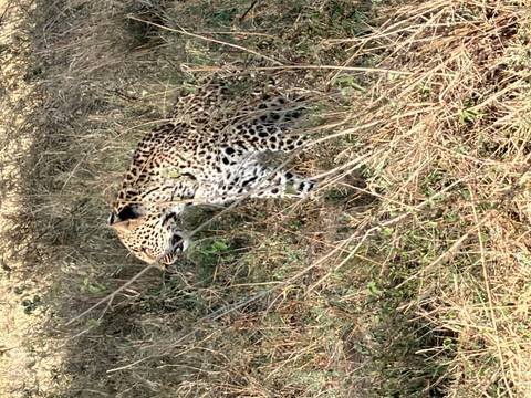 Leopard sitting amongst tall grass.