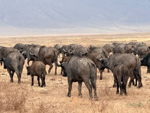 Herd of buffalo grazing in an open plain.