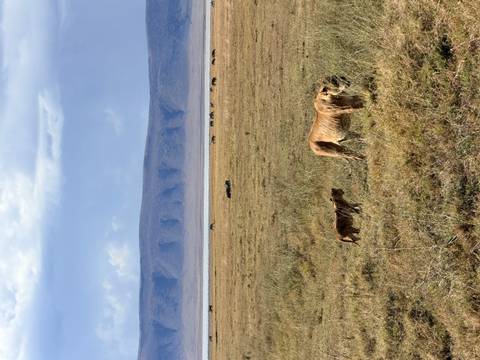 Lions walking across a vast plain.