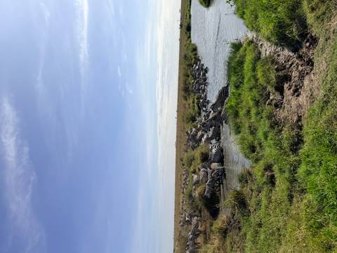 Zebras gathered at a waterhole in the savanna.