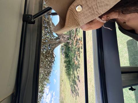       Person looking out at a pride of lions from a vehicle.
  