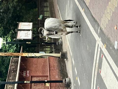       Cattle walking on a street with some signage visible.
  