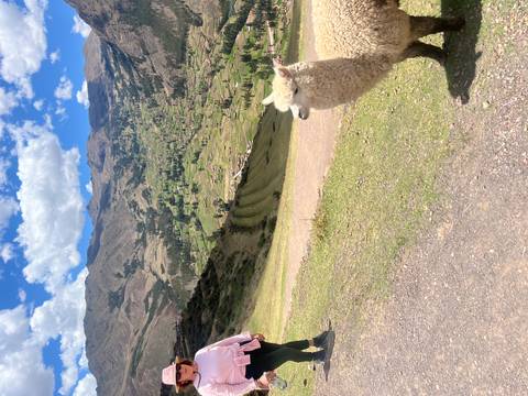 Llama and person overlooking a scenic valley with mountains.