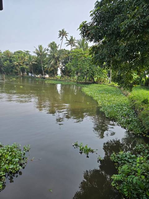 Water front view with lush greenery on a sunny day.