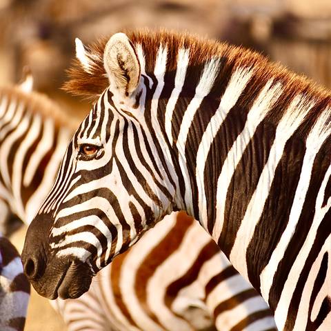 Close-up of a zebra with distinct stripes.