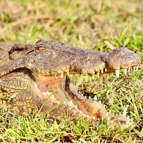 Crocodile lying on grass with open mouth.